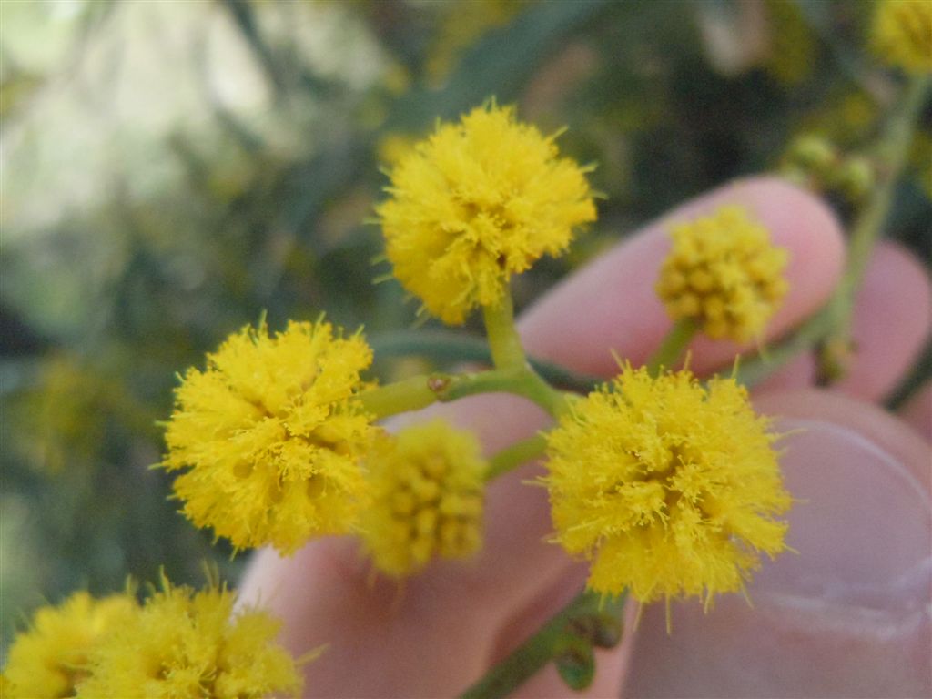 Mimosa particolare